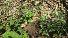 Stachys rigida