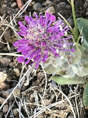 Veronica wyomingensis