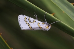 Philtraea paucimacula