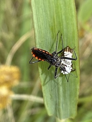 Rhynocoris tristis