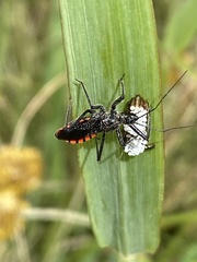 Rhynocoris tristis