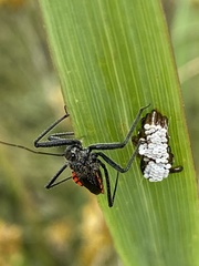 Rhynocoris tristis
