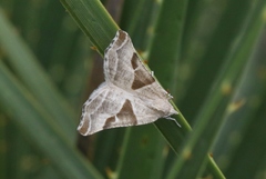 Plataea blanchardaria