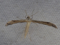 Lioptilodes albistriolatus