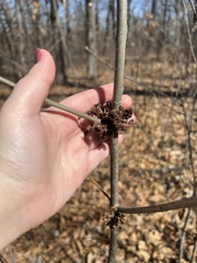 Callirhytis quercuscornigera