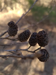 Alnus maritima oklahomensis