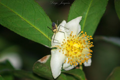 Zelus versicolor