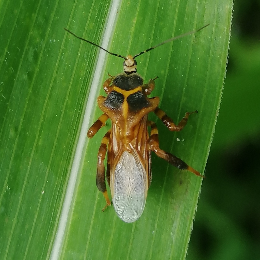 Notocyrtus dorsalis