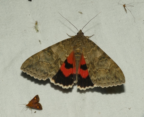 Catocala nupta