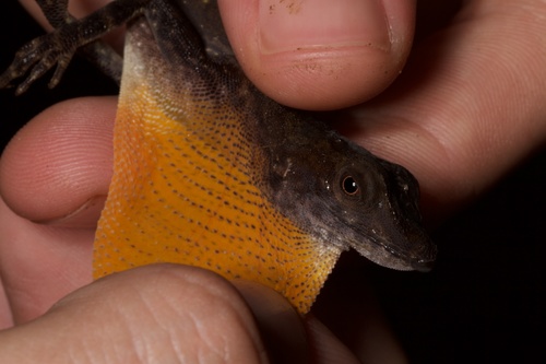 Anolis lionotus