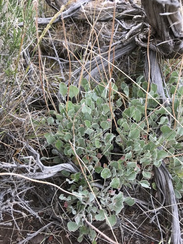 Eriogonum ovalifolium var. ochroleucum