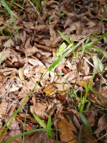 Carex dasycarpa image