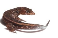 Lepidoblepharis xanthostigma