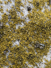 Flavoplaca flavocitrina