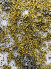 Flavoplaca flavocitrina