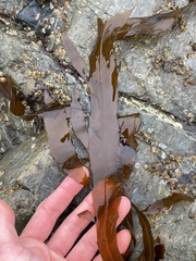 Desmarestia herbacea