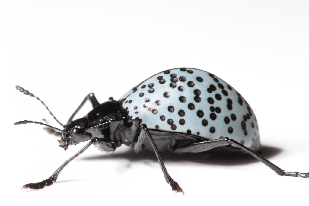 Cypherotylus