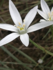 Ornithogalum
