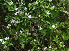 Xylocopa tranquebarorum