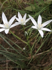 Ornithogalum
