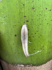 Meghimatium pictum