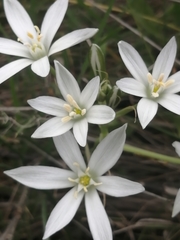 Ornithogalum