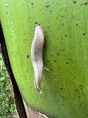 Meghimatium pictum