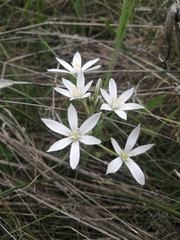 Ornithogalum