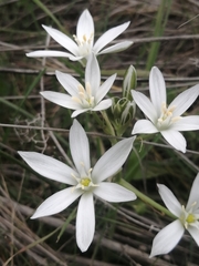 Ornithogalum