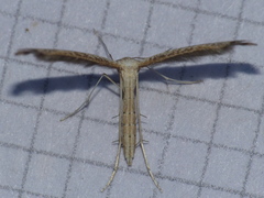 Lioptilodes albistriolatus