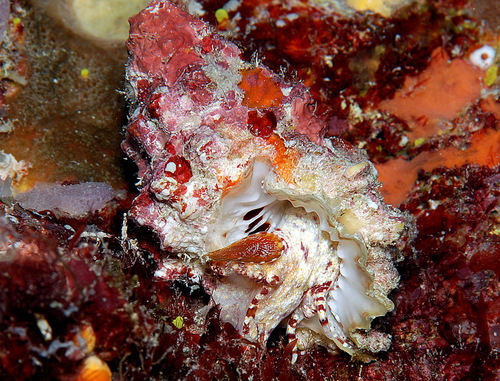 Bursa cruentata observed 2009-03-08