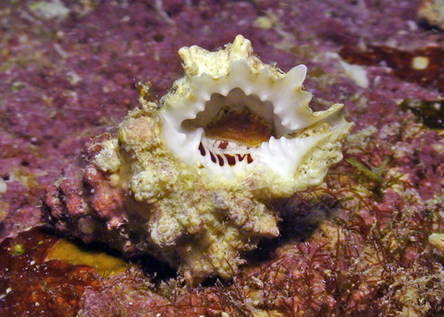 Bursa cruentata observed 2010-08-09