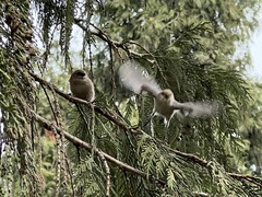 Psaltriparus minimus