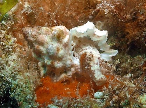 Bursa cruentata observed 2008-09-02