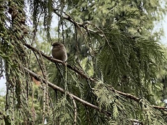 Psaltriparus minimus