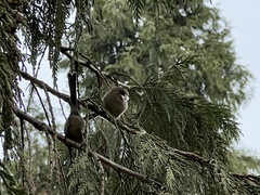 Psaltriparus minimus