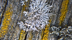 Physcia leptalea