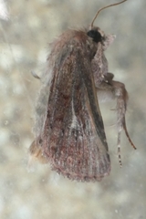 Ichneutica sollennis