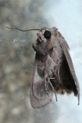 Ichneutica sollennis