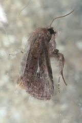 Ichneutica sollennis