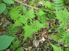 Phegopteris connectilis