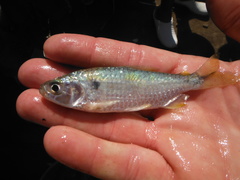 Alestidae