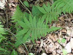 Phegopteris connectilis