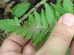 Phegopteris connectilis