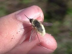 Systoechus candidulus