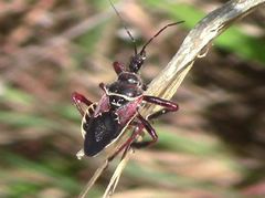 Apiomerus floridensis