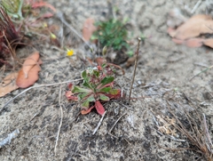 Chorizanthe douglasii