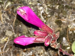 Penstemon rupicola