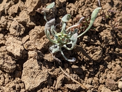 Hesperevax caulescens