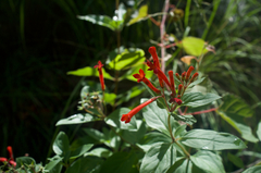 Bouvardia ternifolia